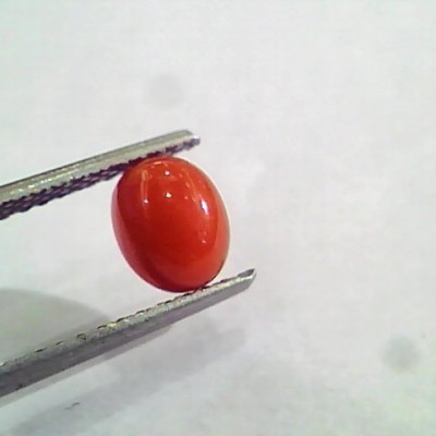 1.43 Carat Natural Italian Red Coral Moonga Gemstone AAAA