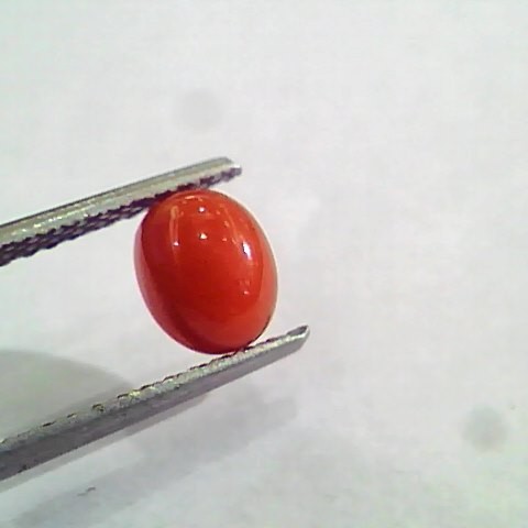 1.43 Carat Natural Italian Red Coral Moonga Gemstone AAAA