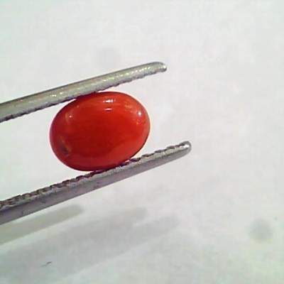 1.45 Carat Natural Italian Red Coral Moonga Gemstone AAAA