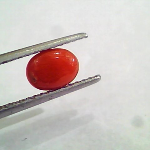 1.45 Carat Natural Italian Red Coral Moonga Gemstone AAAA