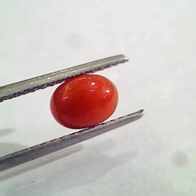 1.45 Carat Natural Italian Red Coral Moonga Gemstone AAAA