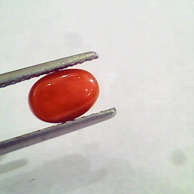 1.56 Carat Natural Italian Red Coral Moonga Gemstone AAAA