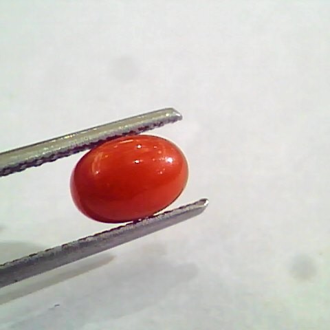 1.56 Carat Natural Italian Red Coral Moonga Gemstone AAAA