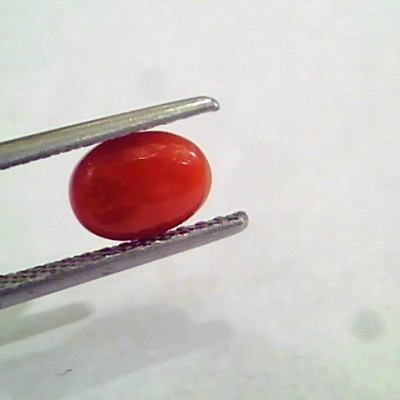 1.60 Carat Natural Italian Red Coral Moonga Gemstone AAAA