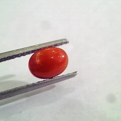 1.60 Carat Natural Italian Red Coral Moonga Gemstone AAAA
