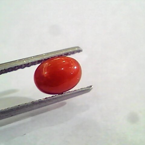 1.60 Carat Natural Italian Red Coral Moonga Gemstone AAAA