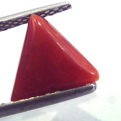 1.85 Carat Natural Italian Triangle Red Coral Moonga Gemstone