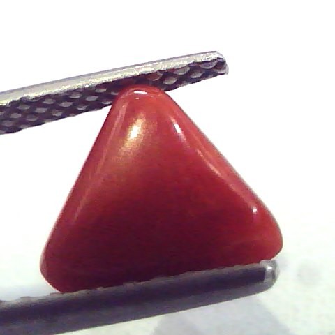 1.88 Carat Natural Italian Triangle Red Coral Moonga Gemstone