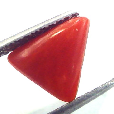 1.89 Carat Natural Italian Triangle Red Coral Moonga Gemstone
