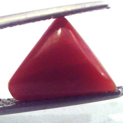 1.95 Carat Natural Italian Triangle Red Coral Moonga Gemstone