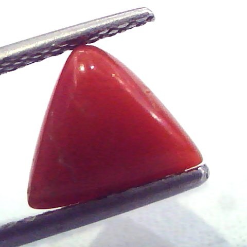 1.99 Carat Natural Italian Triangle Red Coral Moonga Gemstone