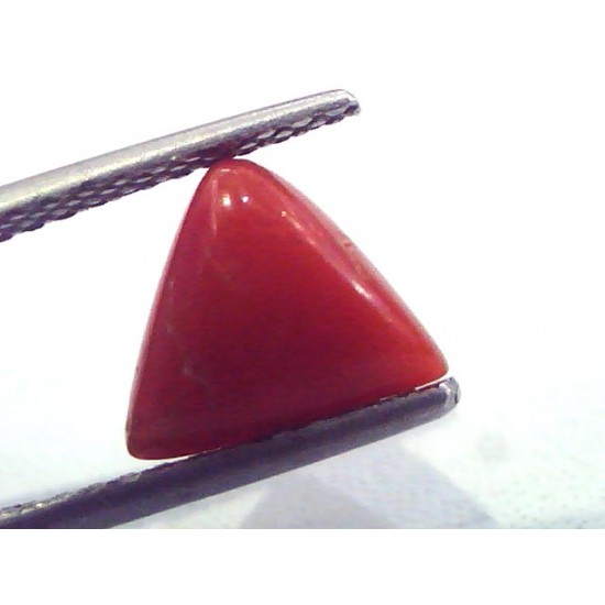 1.99 Carat Natural Italian Triangle Red Coral Moonga Gemstone