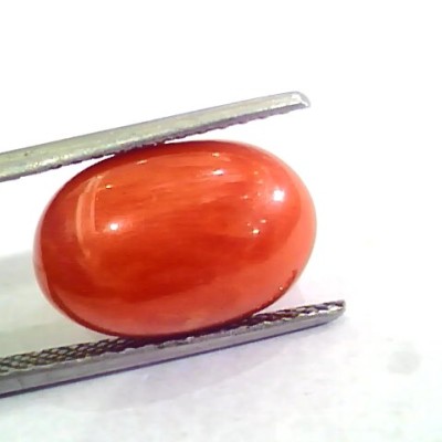 Huge 10.12 Ct Untreated Natural Premium Italian Red Coral AAAAA