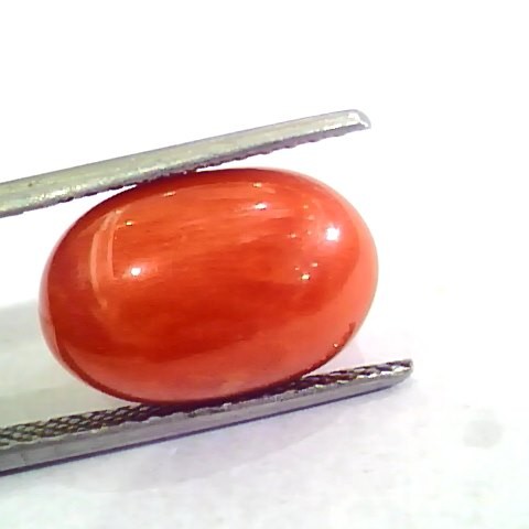 Huge 10.12 Ct Untreated Natural Premium Italian Red Coral AAAAA
