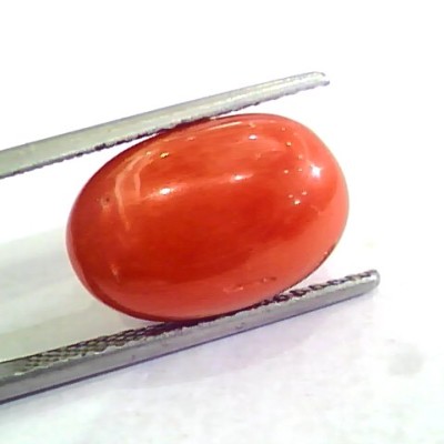 Huge 10.12 Ct Untreated Natural Premium Italian Red Coral AAAAA