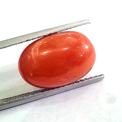 Huge 10.12 Ct Untreated Natural Premium Italian Red Coral AAAAA