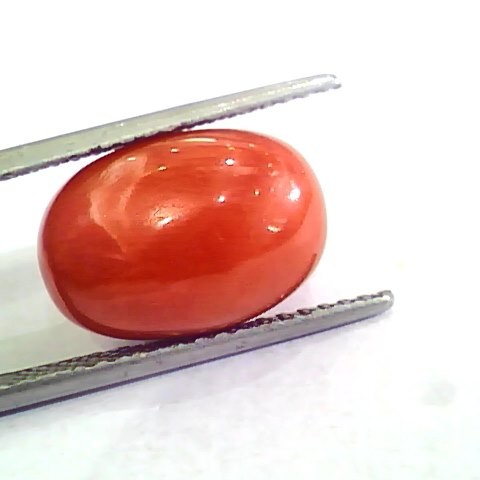 Huge 10.30 Ct Untreated Natural Premium Italian Red Coral AAAAA