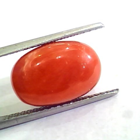 Huge 10.30 Ct Untreated Natural Premium Italian Red Coral AAAAA