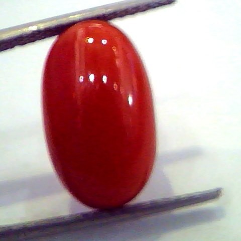 Huge 10.15 Ct Untreated Natural Premium Red Italian Coral AAA