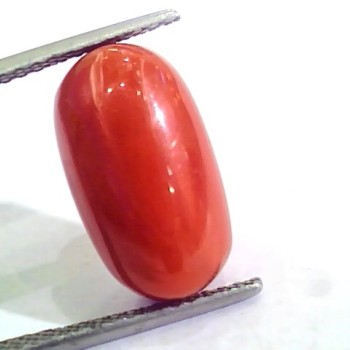 Huge 10.26 Ct Untreated Natural Premium Italian Red Coral AAAAA