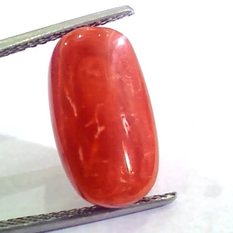 Huge 10.26 Ct Untreated Natural Premium Italian Red Coral AAAAA