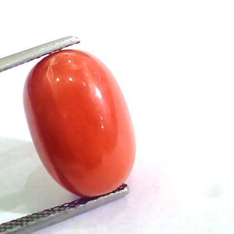 Huge 10.28 Ct Untreated Natural Premium Italian Red Coral AAAAA