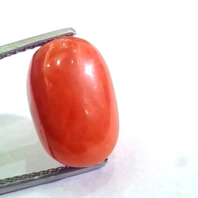 Huge 10.28 Ct Untreated Natural Premium Italian Red Coral AAAAA