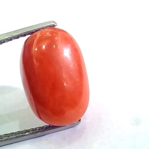 Huge 10.28 Ct Untreated Natural Premium Italian Red Coral AAAAA