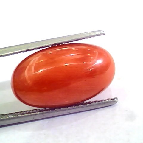 Huge 10.38 Ct Untreated Natural Premium Italian Red Coral AAAAA