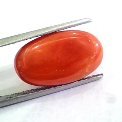 Huge 10.38 Ct Untreated Natural Premium Italian Red Coral AAAAA