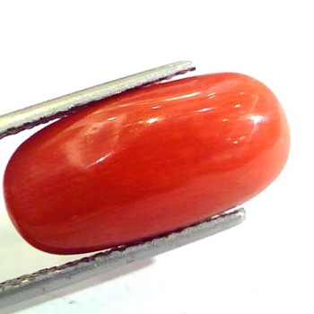 Huge 10.57 Ct Untreated Natural Premium Italian Red Coral AAAAA