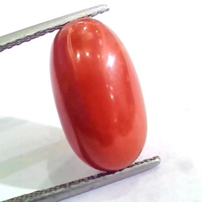 Huge 10.66 Ct Untreated Natural Premium Italian Red Coral AAAAA