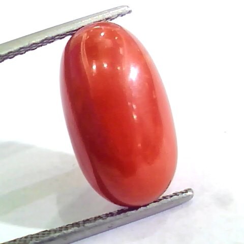 Huge 10.66 Ct Untreated Natural Premium Italian Red Coral AAAAA