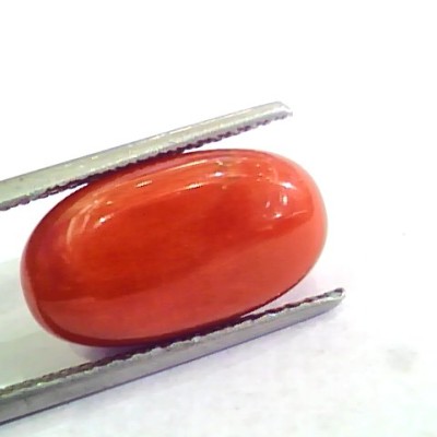 Huge 10.66 Ct Untreated Natural Premium Italian Red Coral AAAAA