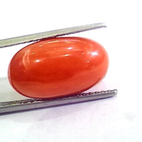 Huge 10.80 Ct Untreated Natural Premium Italian Red Coral AAAAA