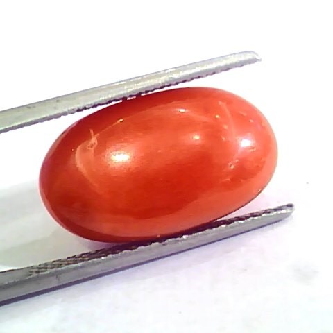 Huge 10.80 Ct Untreated Natural Premium Italian Red Coral AAAAA