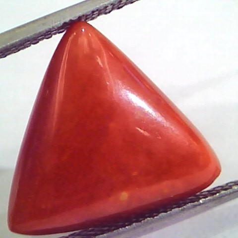 Huge 10.88 Ct Untreated Natural Italian Triangle Red Coral AAA