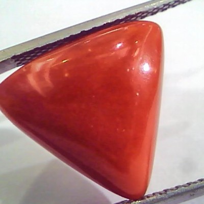 Huge 10.88 Ct Untreated Natural Italian Triangle Red Coral AAA