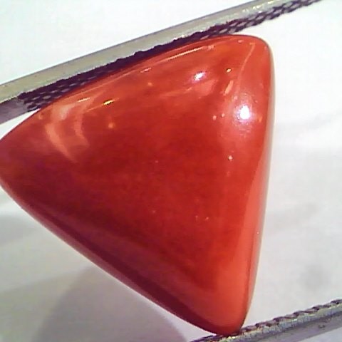 Huge 10.88 Ct Untreated Natural Italian Triangle Red Coral AAA