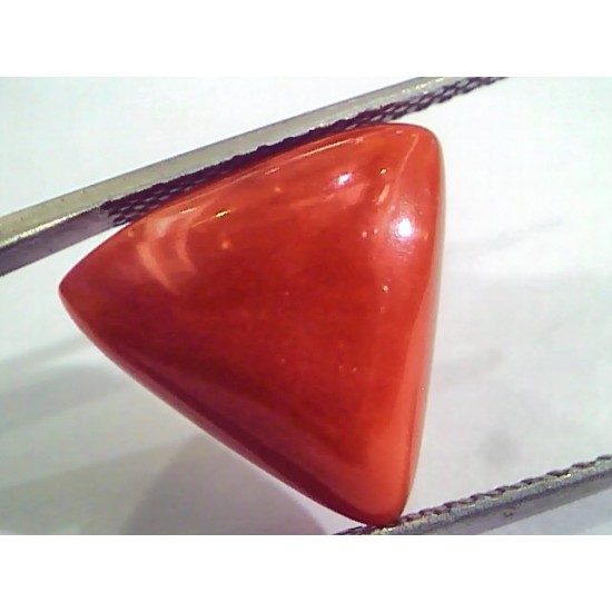 Huge 10.88 Ct Untreated Natural Italian Triangle Red Coral AAA