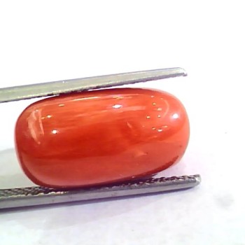Huge 10.95 Ct Untreated Natural Premium Italian Red Coral AAAAA