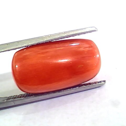 Huge 10.95 Ct Untreated Natural Premium Italian Red Coral AAAAA