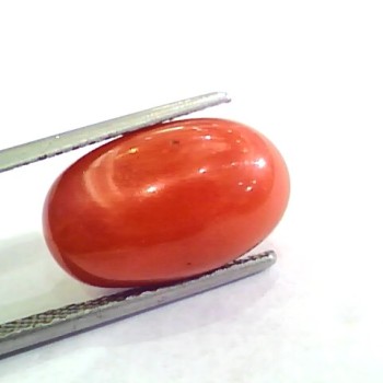 Huge 11.03 Ct Untreated Natural Premium Italian Red Coral AAAAA