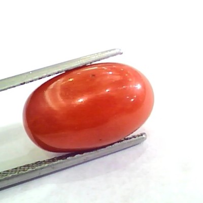 Huge 11.03 Ct Untreated Natural Premium Italian Red Coral AAAAA