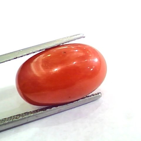 Huge 11.03 Ct Untreated Natural Premium Italian Red Coral AAAAA