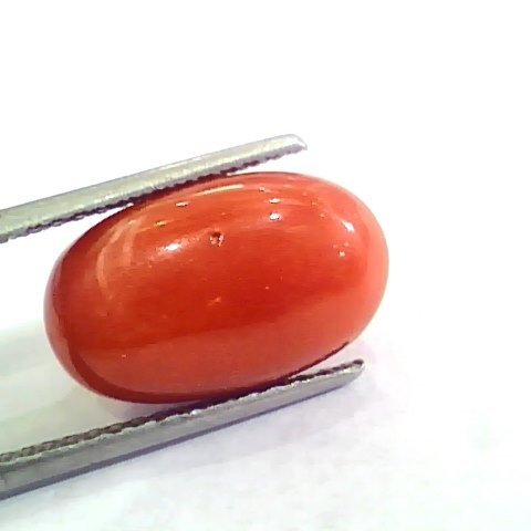 Huge 11.03 Ct Untreated Natural Premium Italian Red Coral AAAAA