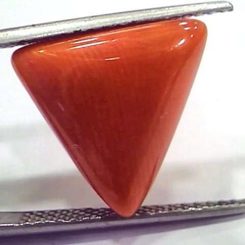 Huge 11.10 Ct 17 Ratti Natural Italian Triangle Red Coral Moonga Stone