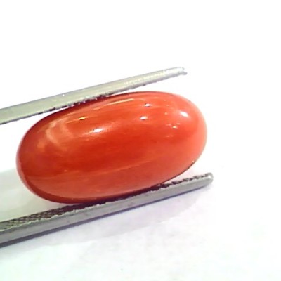 Huge 11.21 Ct Untreated Natural Premium Italian Red Coral AAAAA