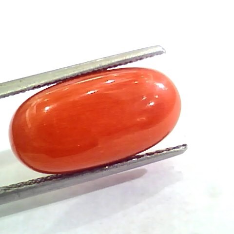 Huge 11.21 Ct Untreated Natural Premium Italian Red Coral AAAAA