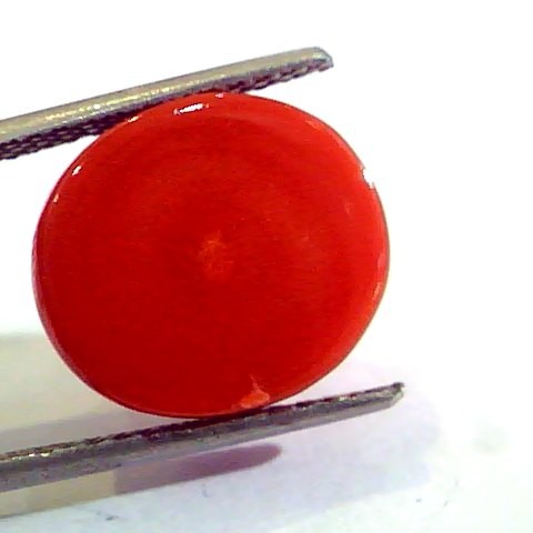Huge 11.25 Ct Untreated Natural Premium Italian Red Coral AAAAA